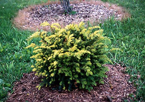A small plant showing the new yellow colored growth.  This new growth will eventually turn green.