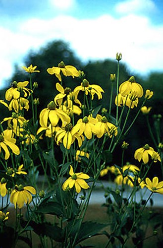 Autumn Sun Rudbeckia (Rudbeckia Herbstonne)
Close up of the flowers.
