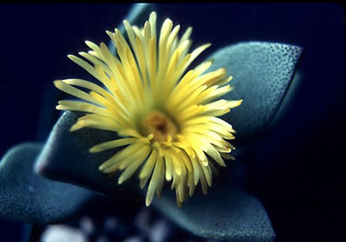Split Stone Plant (Pleiospilos bolusii) This plant was growing in a 3