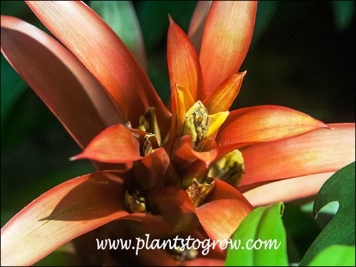 The flowers emerging from in the bracts.