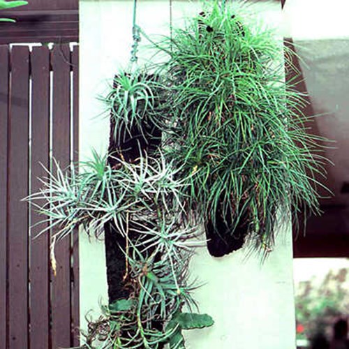 Tillandsia nailed to a board.