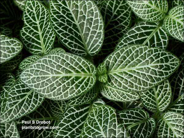 A close-up of the colored veins of this pinnately veined leaf.