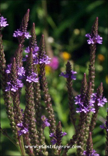 the branch inflorescent flower spikes
