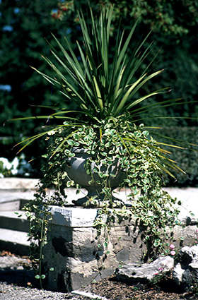 A large pot with a Spike in the center and Mint Leaf Swedish Ivy trailing down the side.