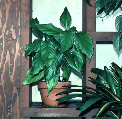 A small pot of the common species "Chinese Evergreen"
