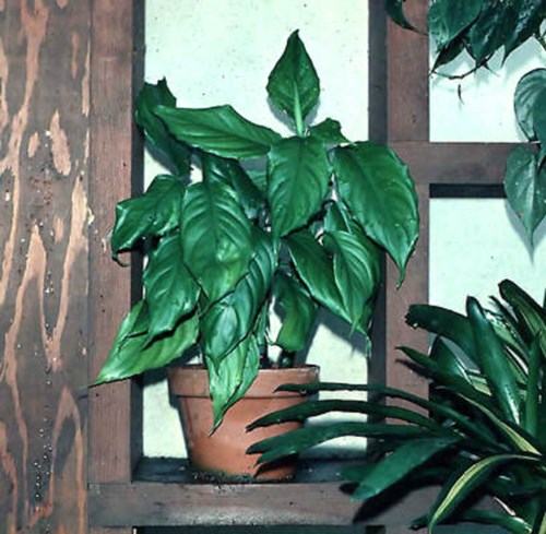 A small pot of the common species 