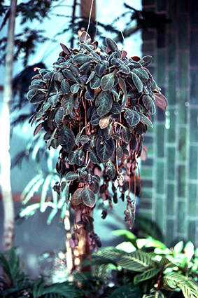 A plant of this size would be very difficult to grow in the house. It thrives in the greenhouse or conservatory.