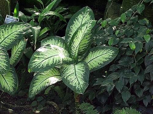 Dumbcane (Dieffenbachia)