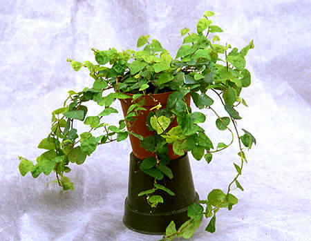 This particular plant grows like a weed in the greenhouse. When moved indoors it can become very finicky if not given the proper cultural requirements. A 4.5" potted plant.