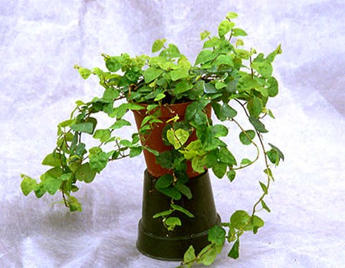 This particular plant grows like a weed in the greenhouse. When moved indoors it can become very finicky if not given the proper cultural requirements. A 4.5