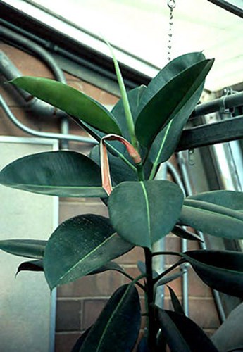 Rubber Tree (Ficus elastica)