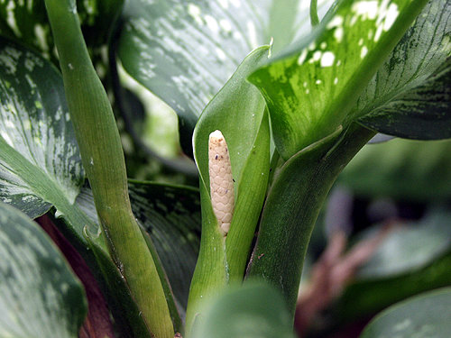 The spadix flower of Dieffenbachia.