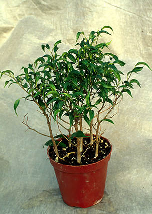 Six cuttings of Ficus benjamina nuda were placed in this pot.