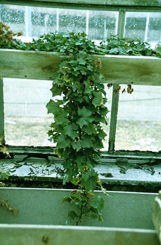 An old stock plant in a greenhouse.