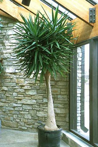 Very large plant.