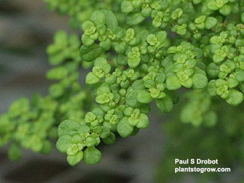 Close-up of the tiny leaves.