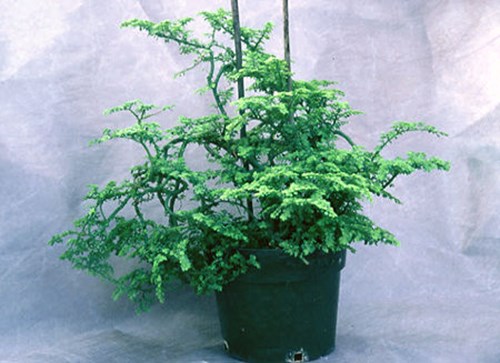 This plant is in a 6