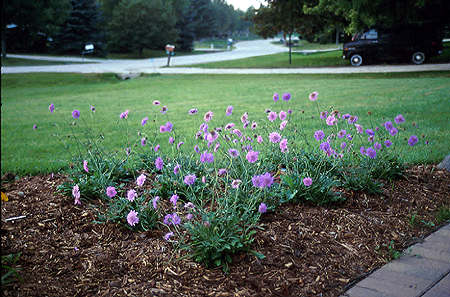 Around a dozen plants in the authors garden.  This is the spring and they were planted in late September early October. This is a mix of "Pink Mist" and "Butterfly Blue"