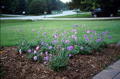 Around a dozen plants in the authors garden.  This is the spring and they were planted in late September early October. This is a mix of 