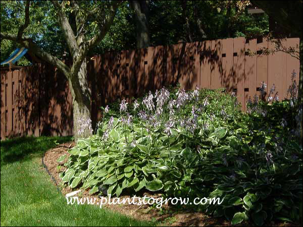 Silver Crown Hosta (Hosta albo marginata)
