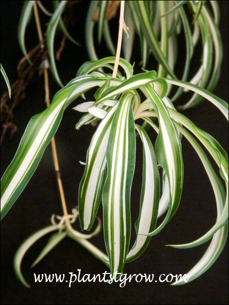 Spider Plant (Chlorophytum comosum vittatum) | Plants To Grow Plants  Database by Paul S. Drobot