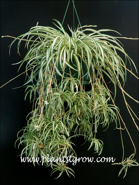 Spider Plant (Chlorophytum comosum vittatum) | Plants To Grow Plants  Database by Paul S. Drobot