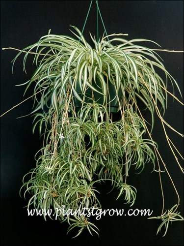 Spider Plant (Chlorophytum comosum vittatum) | Plants To Grow Plants  Database by Paul S. Drobot