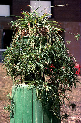 Spider Plant (Chlorophytum comosum) 
It took this plant about 3 years of growing in the  greenhouse to completely stand out of the pot. The Green Spider Plant will produce a plethora of spiders.