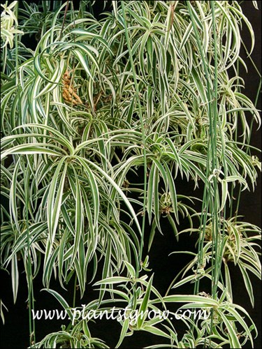 potting indoor plants Good Dirt Indoor Potting Soil Mix