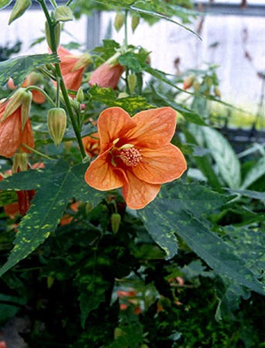A close up of the flower.