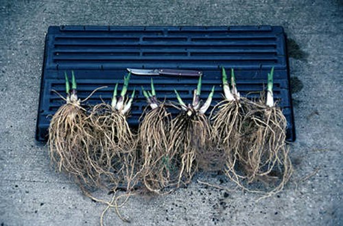 Some smaller clumps that were dug and washed early in the spring.
