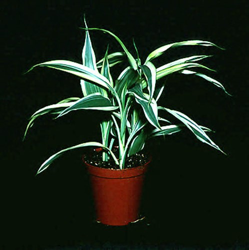 Small plant in a 3 1/2