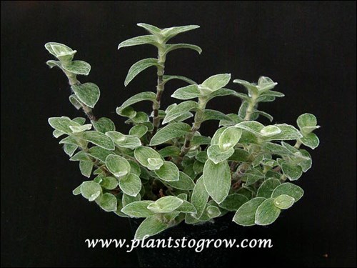 This picture was taken in January of a 6 inch potted plant.  Even in a greenhouse there is not enough light at this time of the year to get the full woolly effect of this plant.  (Zone #5)