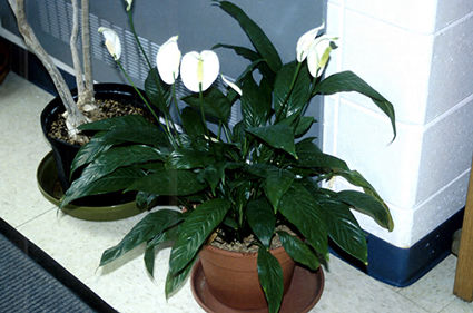This variety is called "Petite"