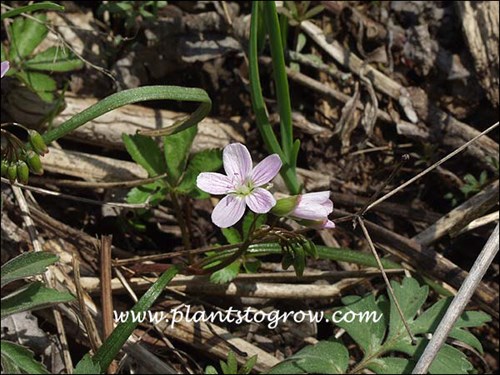 Spring Beauty (Claytonia virginica)   
The leaf to the bottom right is from Virginia Waterleaf (April 25)