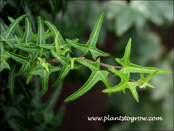 Plants To Grow Plants Database by Paul S. Drobot