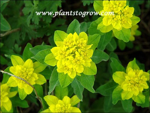 The colorful chartreuse yellow bracts.