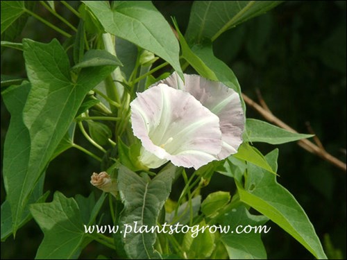 Bindweed (Calystegia sepium)