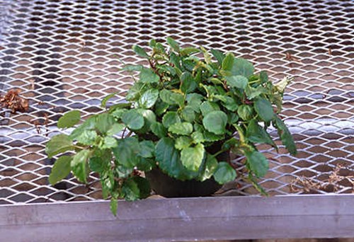 This plant is in a 4.5
