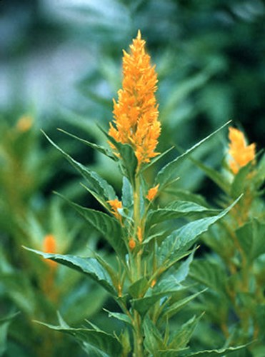 Celosia 