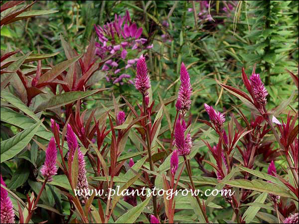 Celosia Flamingo Purple growing in front of a group of Cleome.