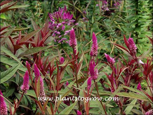 Celosia Flamingo Purple growing in front of a group of Cleome.