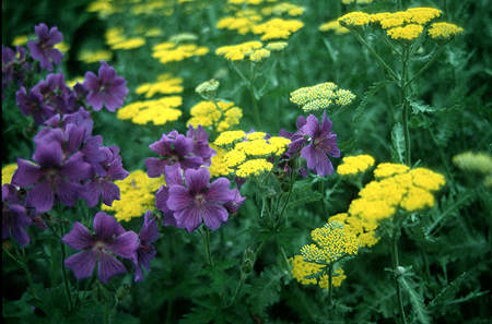 Geranium ibericum and Moonshine.  This combination only worked if we had an early, warm spring.  Otherwise the Moonshine will bloom later than the Geranium ibericum.