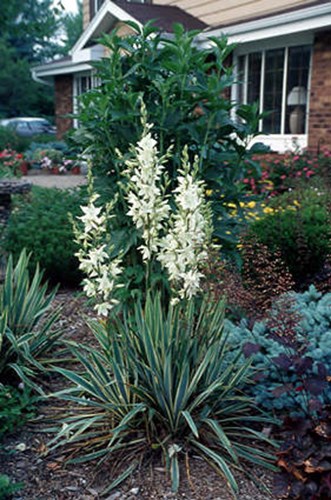 A Yucca in bloom.  I like how the leaves of the Bright Edge and the blue foliage of the St. Mary's Broom Spruce compliment each other.  The purple Heuchera adds a nice contrast to the scene.