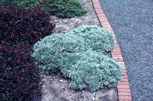If only this plant stayed this way the entire growing season......Try saying this taxonomical tongue twister fast...Artemesia schmidtianna nana (Silvermound)and Berberis thunbergii atropupurea nana (Crimson Pygmy Barberry)