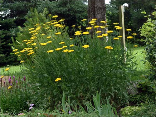Parker's Variety Yarrow (Achillea filipendulina)
A large plant that the owner said has been in this spot as long as she can remember (July 5)