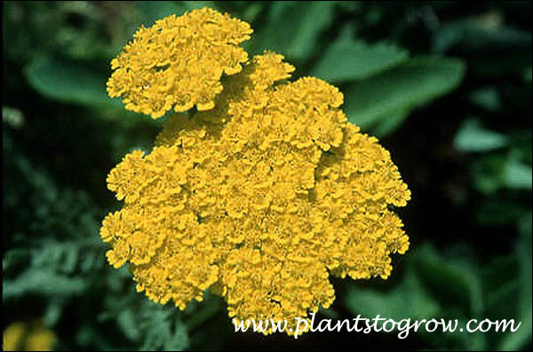 Coronation Gold Yarrow (Achillea)