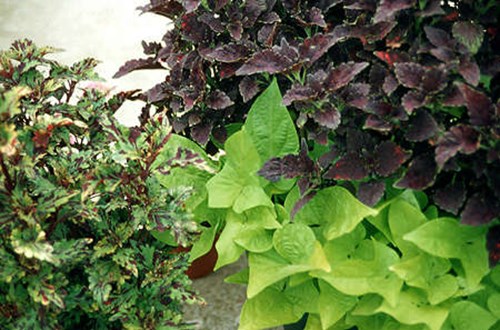 Sweet Potato Vine Margarita mixed with two different types of sun tolerant Coleus