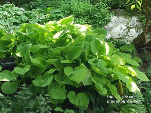 These plants are growing in semi-shade. (6/28)