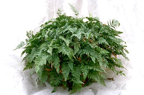 This plant is about 12-14